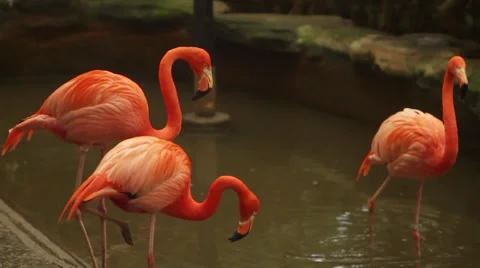 Flamingos in Super Slow Motion 動画素材 43549321