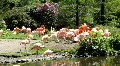 Flamingos swarm in sunny blossom park area HD Footage