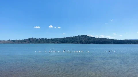 Flamingos swimming in a lagoon Stock-Footage 279846481