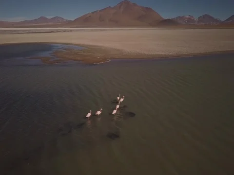 Flamingos take flight in briny river Stock Footage 83288644
