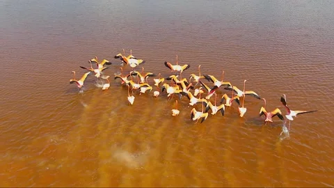 Flamingos Taking Off, Chelem Mexico Video stock 148783905