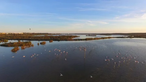 Flamingos taking the flight Stock Footage 128642108