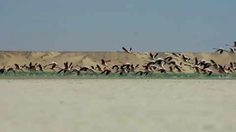 Flamingos taking off Stock Footage 49100571