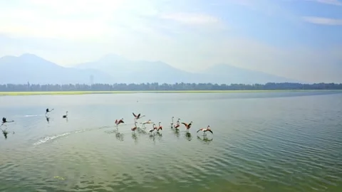 Flamingos Taking Off Stock Footage 165157726