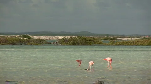 Flamingo's - three of them Stock Footage 92603