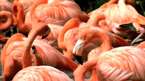 Flamingos Together Stock Footage 679939