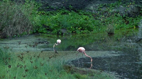 Flamingos two Stock Footage 758208