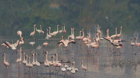 Flamingos at Vashi creek, Navi Mumbai, India. Stock Footage