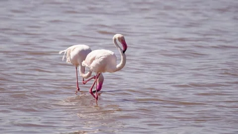 Flamingos Wadding Stock Footage 327620430