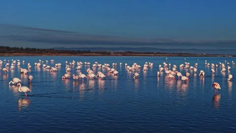 Flamingos wade in shallow water during early morning light in wetlands Stock Footage 328526157