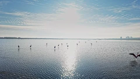 Flamingos wade in shallow water under a bright sky at sunset Stock Footage 328526564