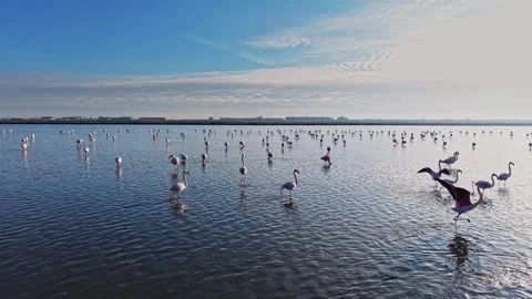Flamingos wade through shallow water at a wetland during daylight Stock Footage 328526991