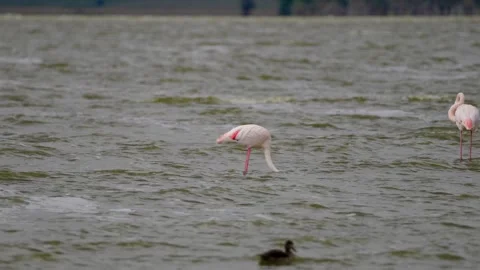 Flamingos Wading In A Lake Stock Footage 326497739