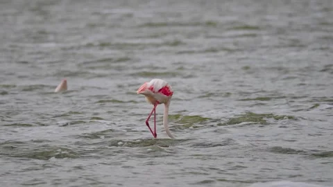 Flamingos Wading In A Lake Stock Footage 326497784
