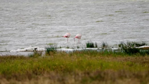 Flamingos Wading In A Lake Stock Footage 326497968