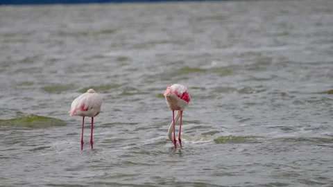 Flamingos Wading In A Lake Stock Footage 326497971