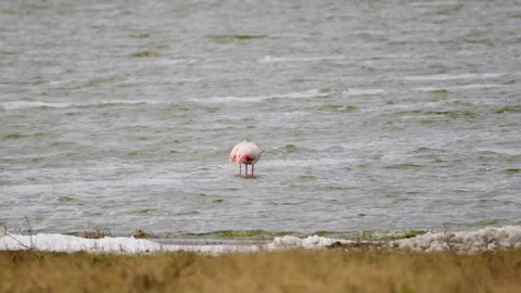 Flamingos Wading In A Lake Stock Footage 326497972