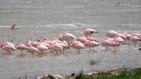 Flamingos Wading In A Lake Stock Footage 327038883
