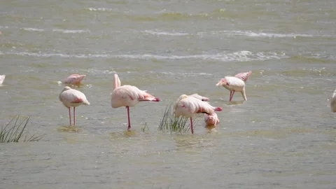 Flamingos Wading In A Lake Stock Footage 327038886