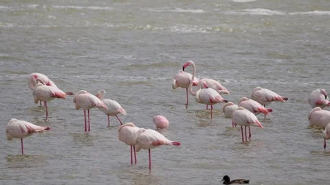 Flamingos Wading In A Lake Stock Footage 327038888