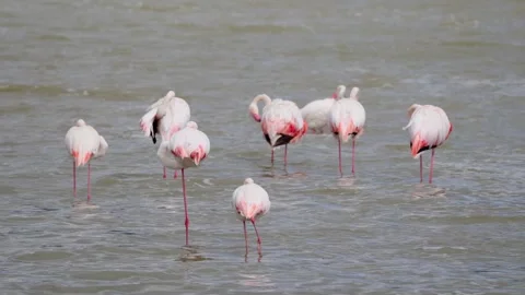 Flamingos Wading In A Lake Stock Footage 327038910