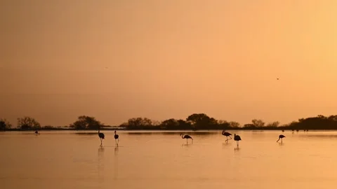 Flamingos wading in lake at sunset Vídeo Stock 311866927