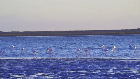 Flamingos wading in the shallow water of Walvis Bay lagoon at sunset, Namibia. Stockbeeldmateriaal 338395931