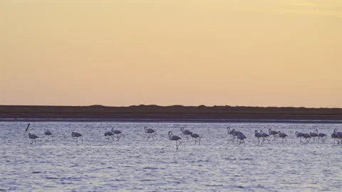 Flamingos wading in the shallow water of Walvis Bay lagoon at sunset, Namibia. Video stock 338397341