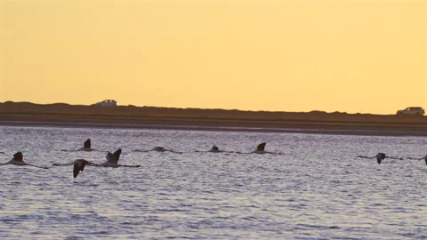 Flamingos wading in the shallow water of Walvis Bay lagoon at sunset, Namibia. Video stock 338397368