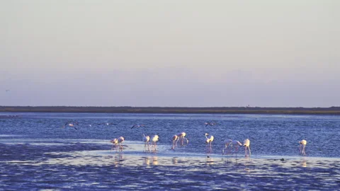 Flamingos wading in the shallow water of Walvis Bay lagoon at sunset, Namibia. Stock Footage 338397429