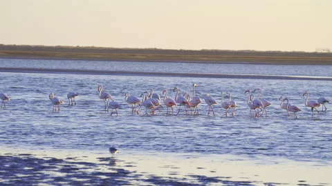 Flamingos wading in the shallow water of Walvis Bay lagoon at sunset, Namibia. Stock-Footage 338398170