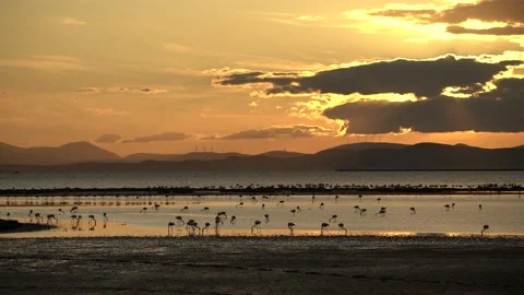Flamingos waiting in the sea with a view of the wind roses at sunset Stock Footage 229683425