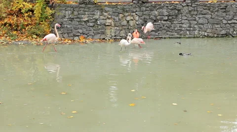Flamingos Walk On Water Video stock 48705884