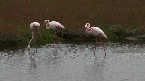 Flamingos | Walking Along | Ocean | Namibia Stock Footage 169724490
