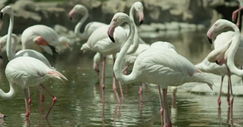 Flamingos Walking and Drinking Water in Slow Motion 動画素材 68115393