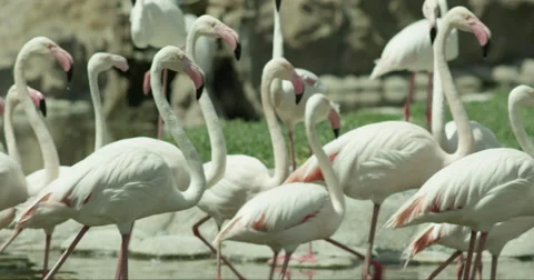 Flamingos Walking and Drinking Water in Slow Motion 動画素材 68116843