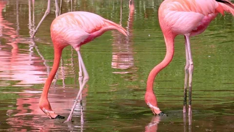 Flamingos walking and drinking water in habitat. Exotic tourist attraction Vídeos de archivo 112764663