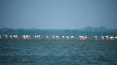 Flamingos walking in a lake Stock Footage 205027162