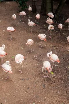 Flamingos walking on sand Stock Photos