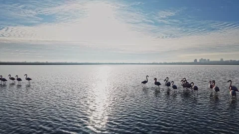 Flamingos walking in the water during the day near the city skyline Stock Footage 328526936