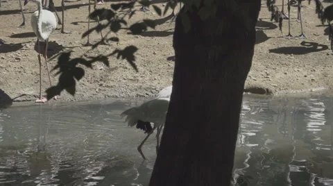 Flamingos Walking in the Water Vídeos de archivo 65989508