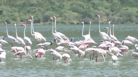 Flamingos in the water Stock Footage 22250536