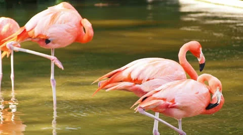 Flamingos in water Stock-Footage 24466600