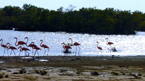 Flamingos in water Stock Footage 74023365