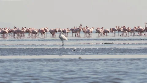 Flamingos in water Stock Footage 129711625