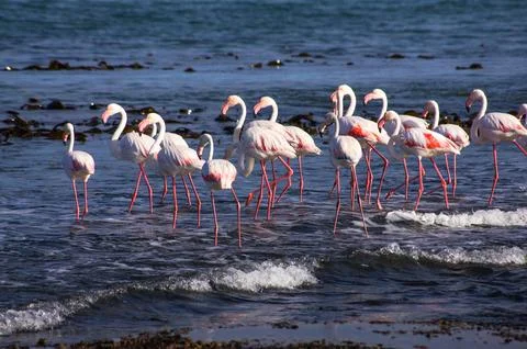 Flamingos in the water in Namibia Stock Photos