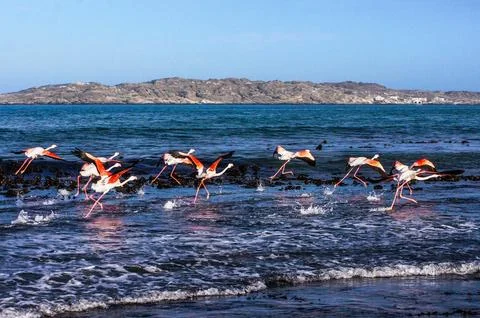 Flamingos in the water in Namibia Stock Photos