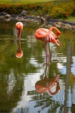 Flamingos in the water Stock Photos