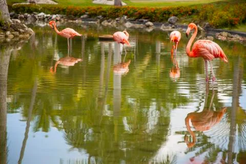 Flamingos in the water Stock Photos