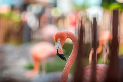 Flamingos in water Stock Photos
